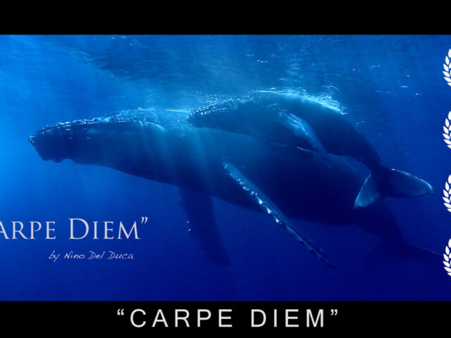 CARPE DIEM