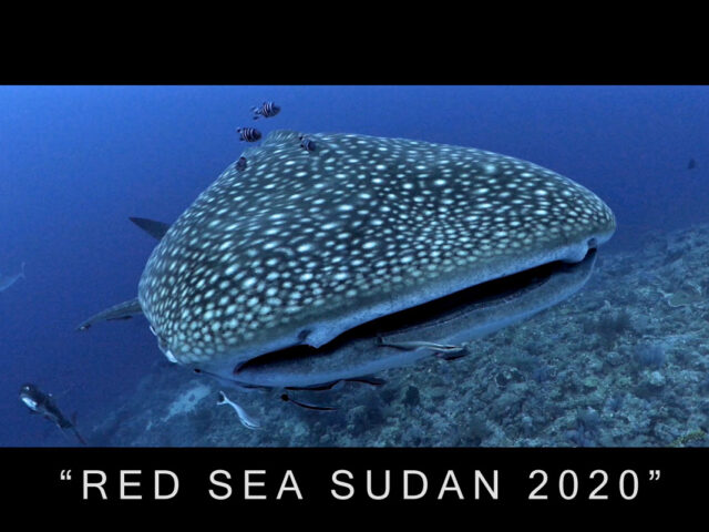 RED SEA SUDAN 2020